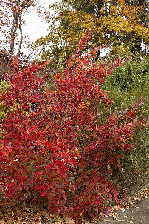 Colorful Hedge Plants 21