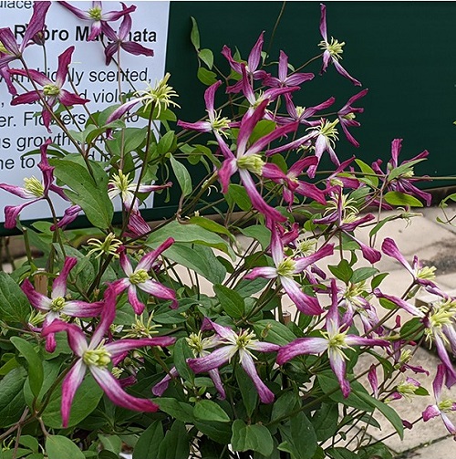 Fragrant Purple Flowers 13