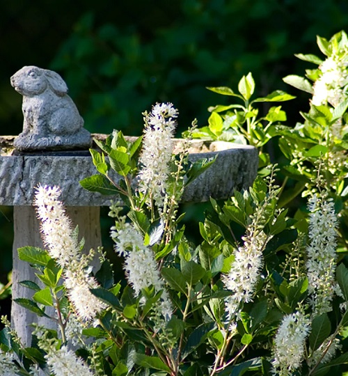 White Fragrant Flowers 9