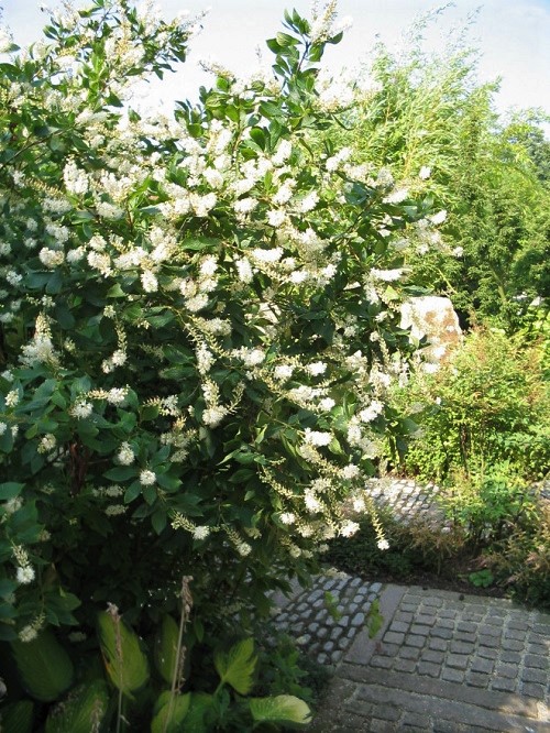 Bushes and Shrubs with Small White Fragrant Flowers 15