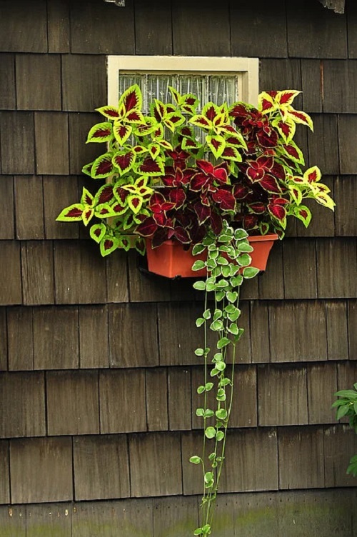 Different Ways to Grow Coleus 1