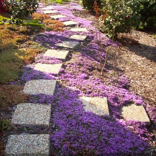 Creeping Thyme Lawn Ideas 7