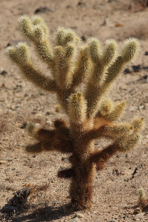 Cactus with Arms 13