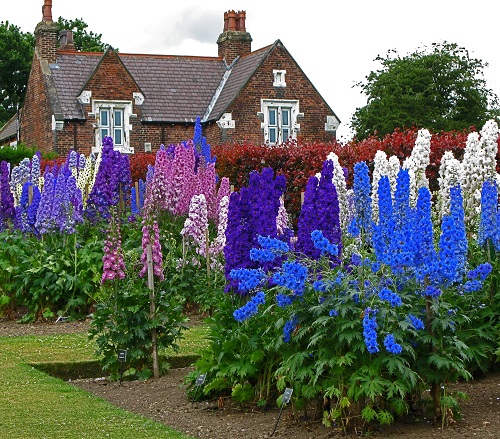  Royal Blue Flowers 1