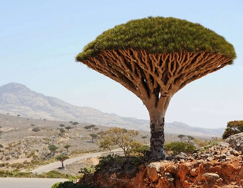 Plants that Look Like Aliens 9