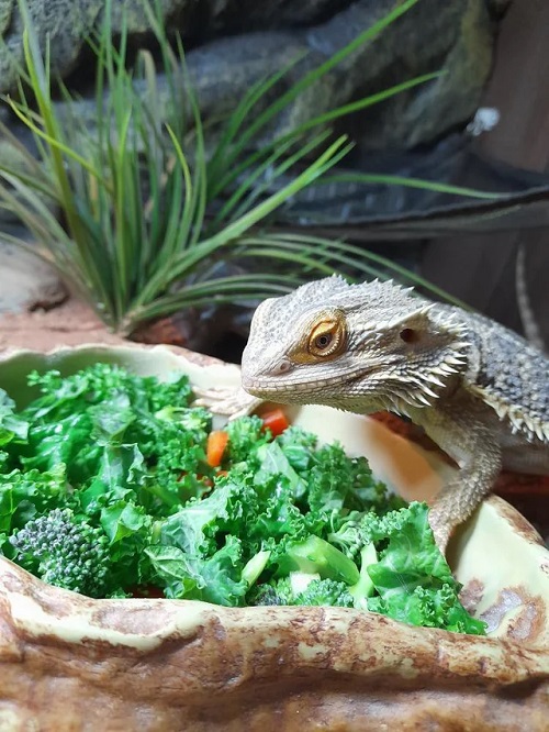 Can Bearded Dragons Eat Broccoli 2