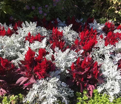 Celosia Companion Plants 11