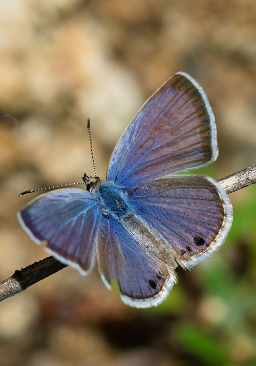 Black and Blue Butterflies 5