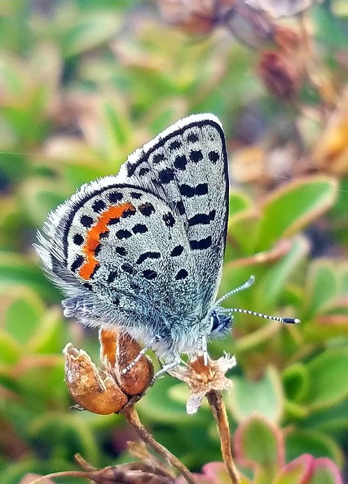 Black and Blue Butterflies 27