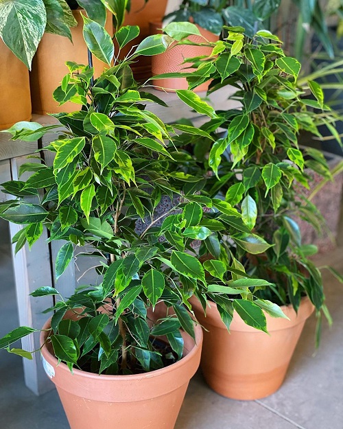 Best Ficus Benjamina Varieties 26