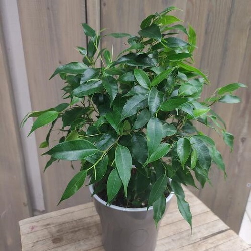 Best Ficus Benjamina Varieties 17