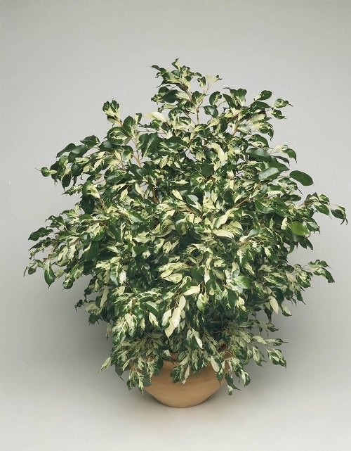 Best Ficus Benjamina Varieties 13