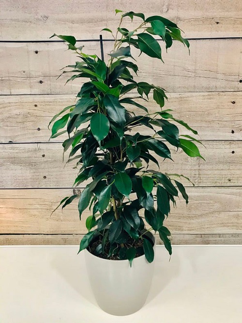 Best Ficus Benjamina Varieties 1