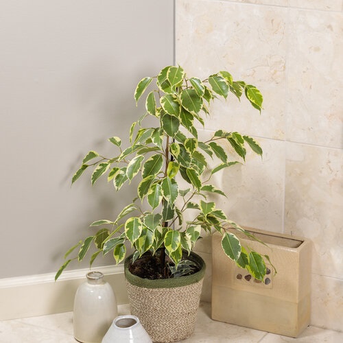 Best Ficus Benjamina Varieties 3