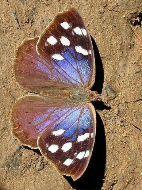 Black and Blue Butterflies 19