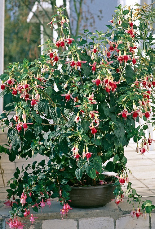 Fuchsia Variety Colors 9