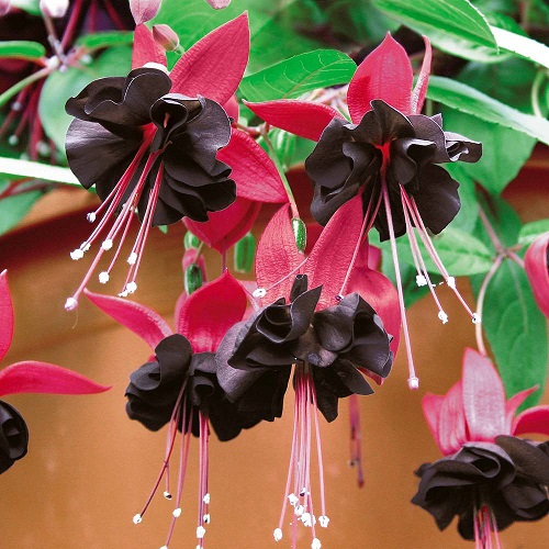 Fuchsia Variety Colors 1