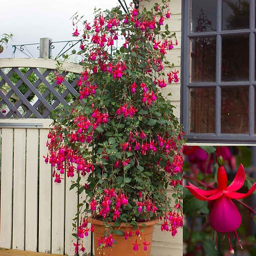 Fuchsia Variety Colors 7