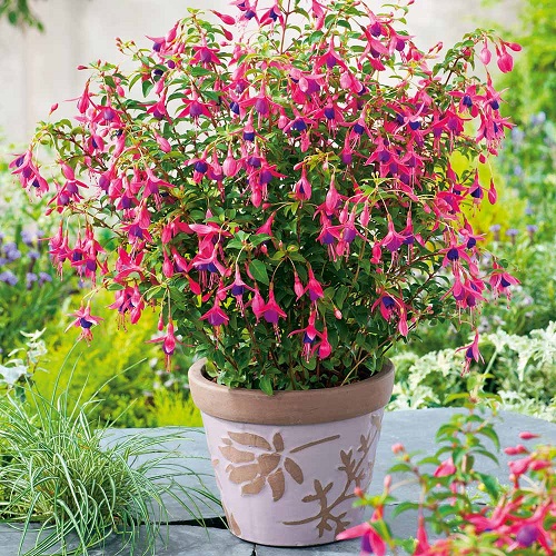 Fuchsia Variety Colors 5