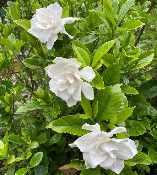 Fragrant Hawaiian Flowers