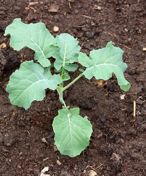 Broccoli Plant Growing Stages 2