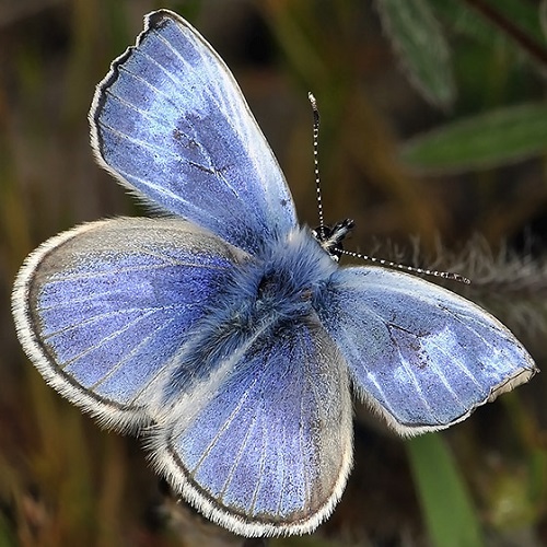 Black and Blue Butterflies 15