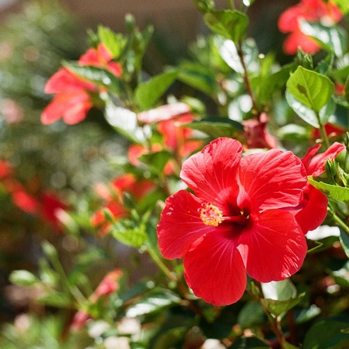 Dried Hibiscus Flower Uses 7