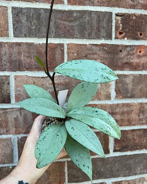 Hoya pubicalyx 2