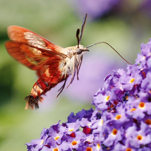 Hummingbird Moth