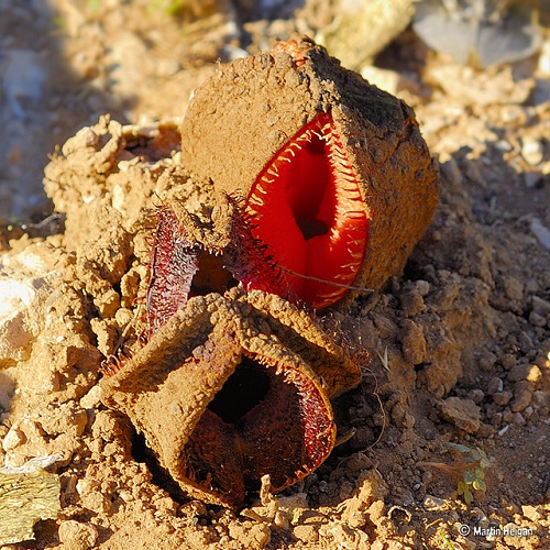 Plants that Look Like Aliens 3