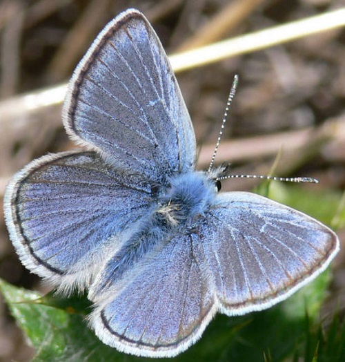 Black and Blue Butterflies 11