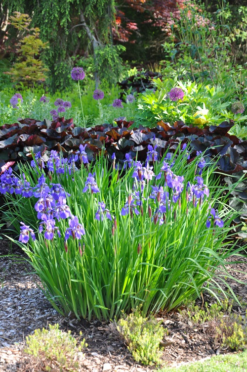 California's Native Shade Plants 5