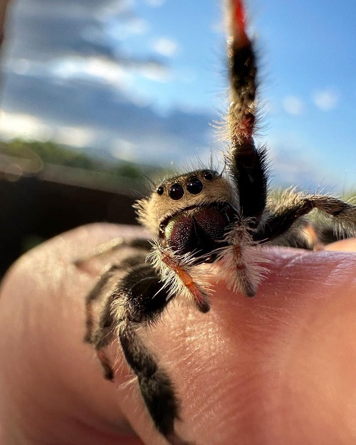 Lifespan of Jumping Spider 1