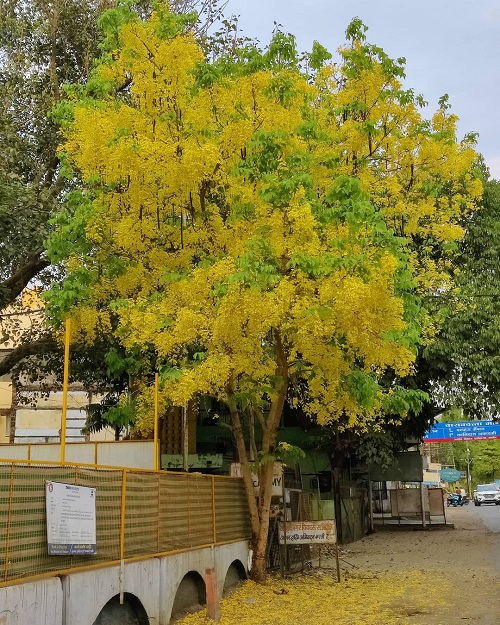 Fragrant Trees 19