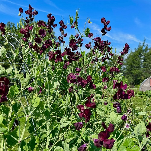 Fragrant Purple Flowers 5