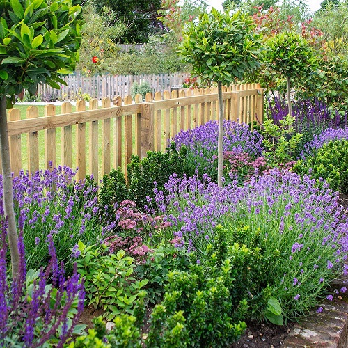 Colorful Hedge Plants 5