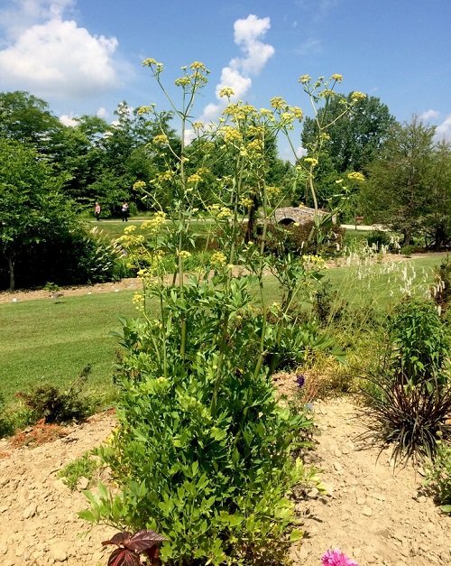 Plants That Look Like Poison Hemlock 14