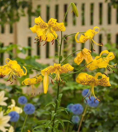 best lilies for pots and containers 13