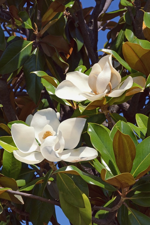 White Fragrant Flowers 7