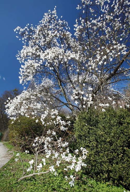 Bushes and Shrubs with Small White Fragrant Flowers 1