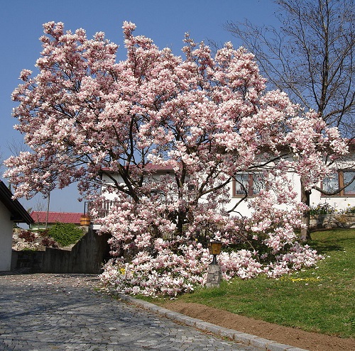 Fragrant Trees 3