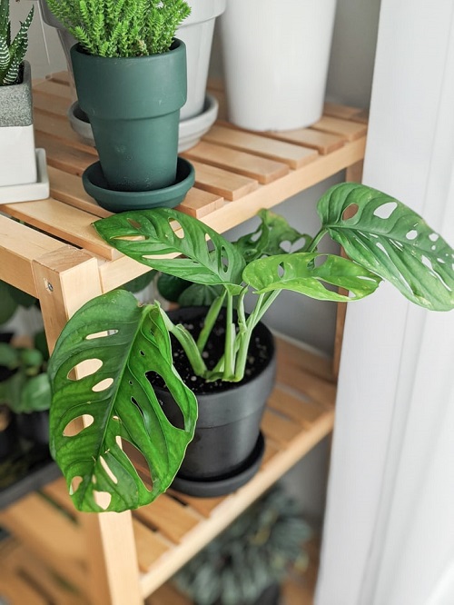 Monstera Adansonnii from Cuttings 4