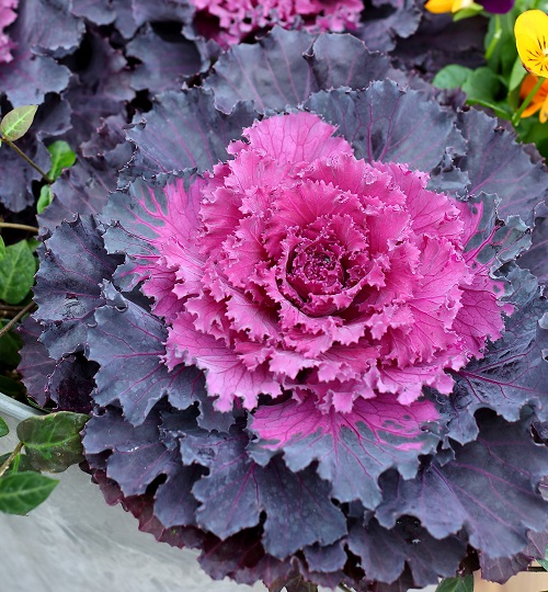 Ornamental Cabbage Varieties 3