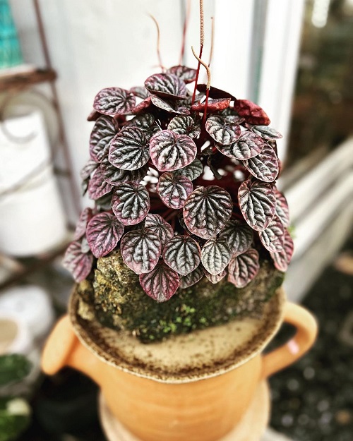 Peperomia Caperata 1