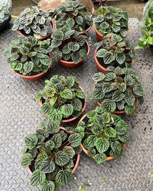 Peperomia Caperata 2