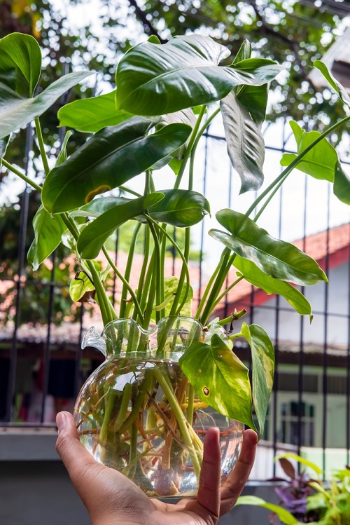 Plants to Grow in Glass Bowls of Water 3