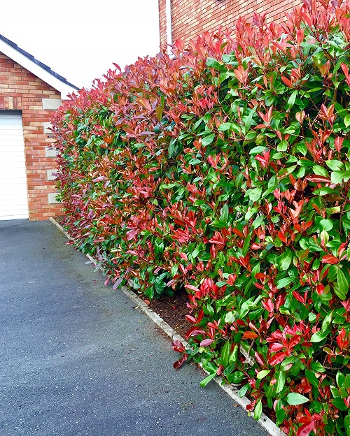 Colorful Hedge Plants 9