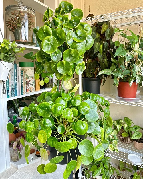 Propogate Pilea Plants 1