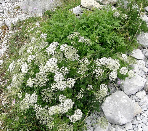 Plants That Look Like Dill 3