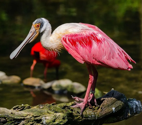 26 Ugliest Birds in the World 8